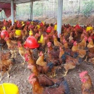 Máng Nước Tự Động Cho Gà Tín Phát, Mã TP01 nhựa nguyên sinh bền bỉ, dùng cho gà vịt tự động