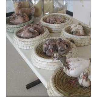 Ổ ĐẺ CHO CHIM BỒ CÂU (bằng rơm)