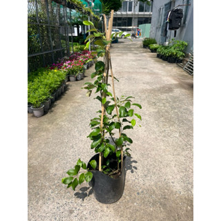 Cây Táo Thái đang hoa và trái nhỏ, thu hoạch sau 5 tháng trồng