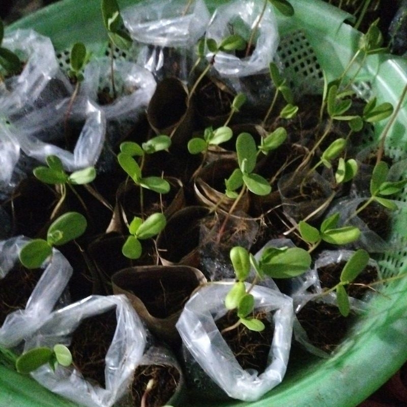 Cây giống so đủa trắng siêu bông. siêu sớm có bông