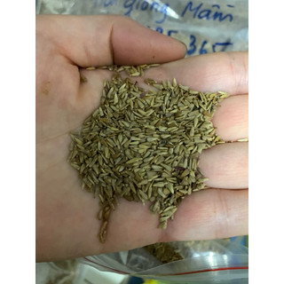 1 lạng ( 100gram ) cúc magic