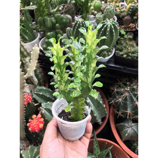XƯƠNG RỒNG LÁ VÀNG