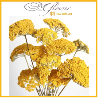 Hoa Achillea vàng , hoa khô deco phong cách bắc âu trang tria nhà cửa