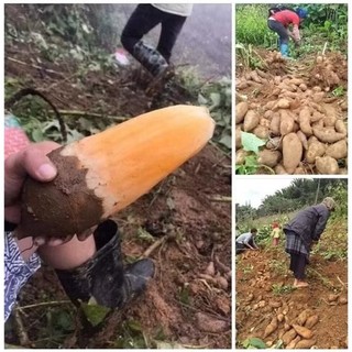  Hạt giống củ sâm đất khoai sâm đất  gói 100 hạt 