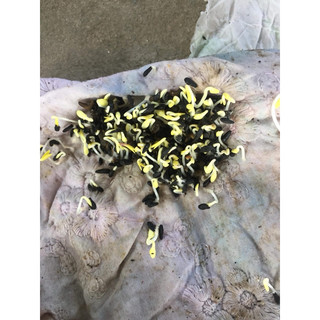 HẠT CÚC THÂN GỖ 250k 100gram ( 1 lạng ) 20.000 hạt