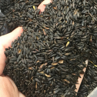 HẠT CÚC THÂN GỖ 250k 100gram ( 1 lạng ) 20.000 hạt