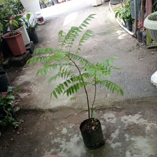 cây khế tàu, khế Tây