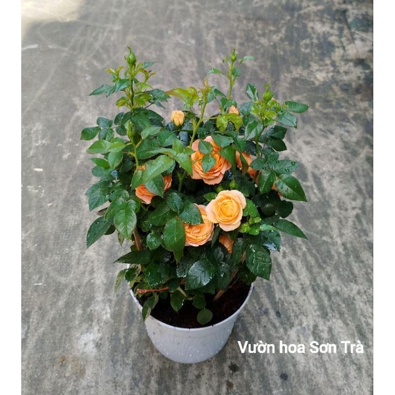 (VHST giao trong ngày) CÂY HOA HỒNG TEZZA CAM CÁ HỒI, đang hoa.