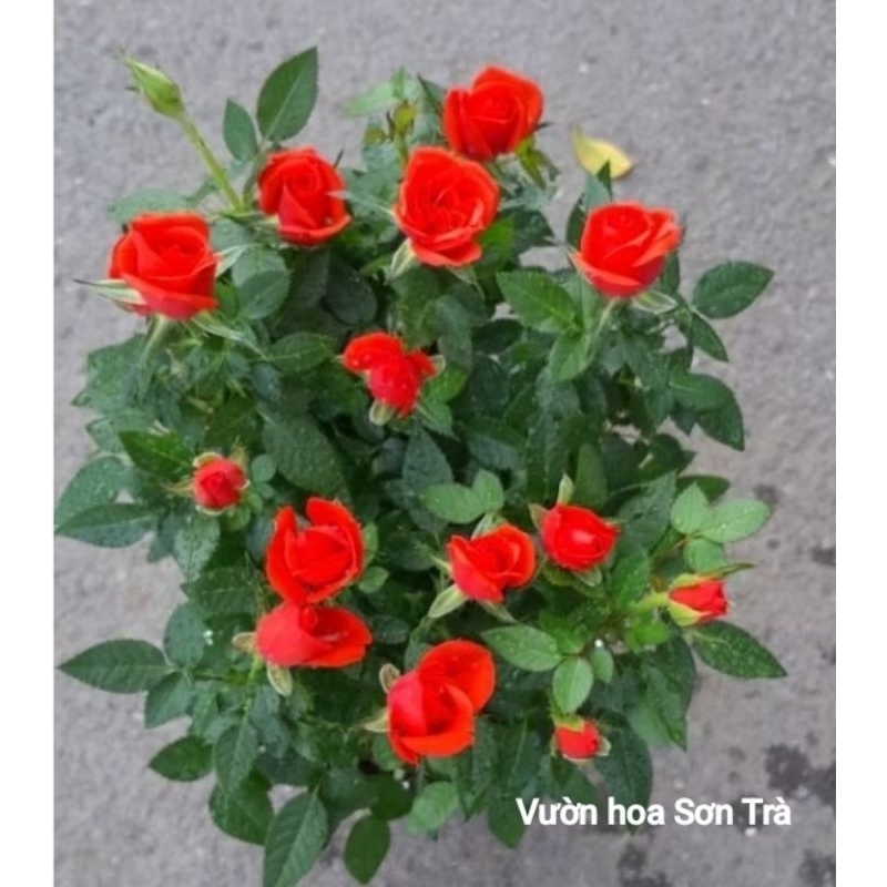 (VHST giao trong ngày) CÂY HOA HỒNG TỶ MUỘI HÀ LAN màu đỏ cờ.