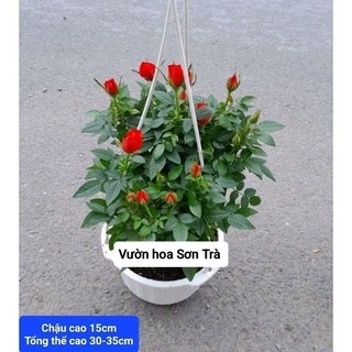 (VHST giao trong ngày) CÂY HOA HỒNG TỶ MUỘI HÀ LAN màu đỏ cờ.