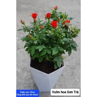 (VHST giao trong ngày) CÂY HOA HỒNG TỶ MUỘI HÀ LAN màu đỏ cờ.