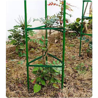 Giàn leo dùng làm cây đỡ hoa hồng