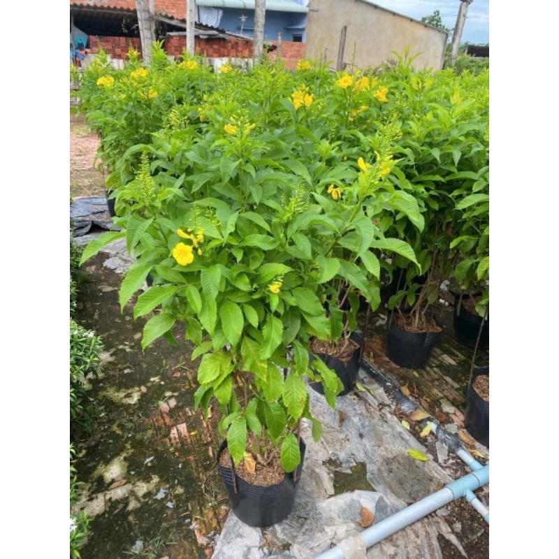 Cây 🌲 Mai Hoàng Yến 1m