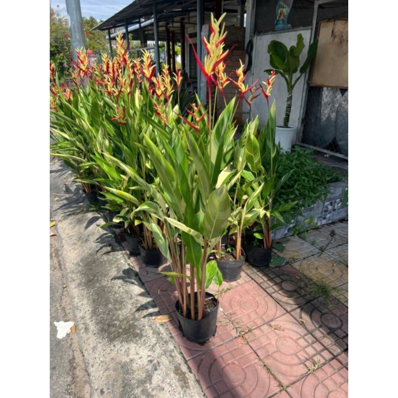 Cây 🌲 Mỏ két ... Cẩm Thach thái đang hoa 1m1