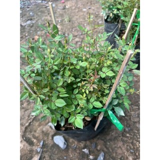 Cây 🌲 Hoa hồng Tỉ Muội... siêu hoa