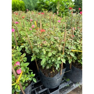 Cây 🌲 Hoa hồng Tỉ Muội... siêu hoa