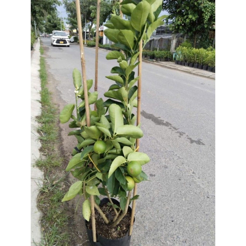 Cây 🌲 🍋 Chanh ko hạt ( đang trái to)