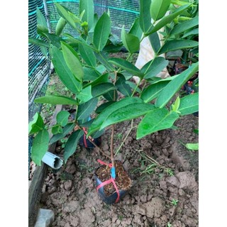 Cây 🌲 Mận An Phước....1m