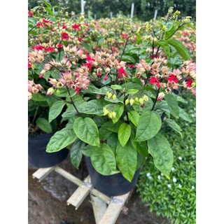Cây 🌲 Ngọc Nữ đỏ hồng.... siêu hoa