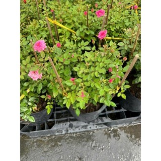 Cây 🌲 Hoa hồng Tỉ Muội... siêu hoa