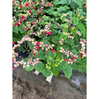 Cây 🌲 Ngọc Nữ đỏ hồng.... siêu hoa
