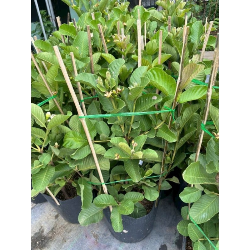 Cây 🌲 Ổi Rubi .... ruột đỏ...đang trái