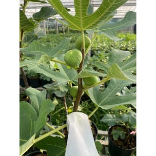 Cây 🌲 Sung Mỹ... đang vào trái