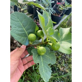 Cây 🌲 Sung Mỹ... đang vào trái