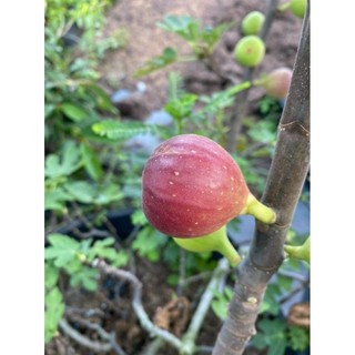 Cây 🌲 Sung Mỹ... đang vào trái