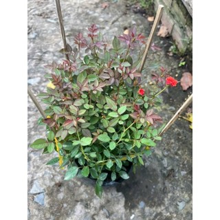 Cây 🌲 Hoa hồng Tỉ Muội... siêu hoa