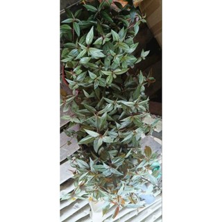 Bầu cây bọ mắm/ thu.ố.c dòi thân tím ( bầu 4 cây)