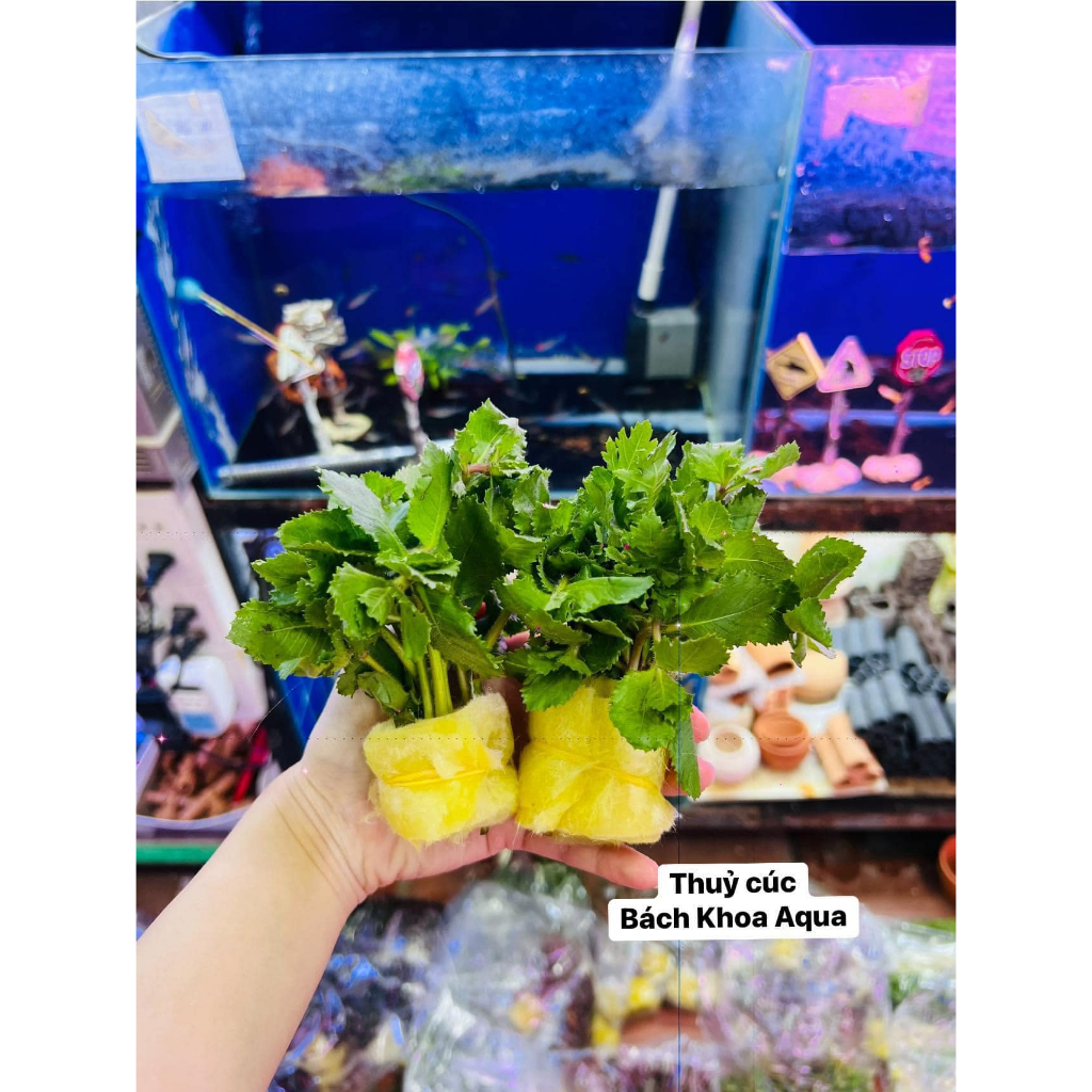 Cây cắt cắm - Thủy Cúc
