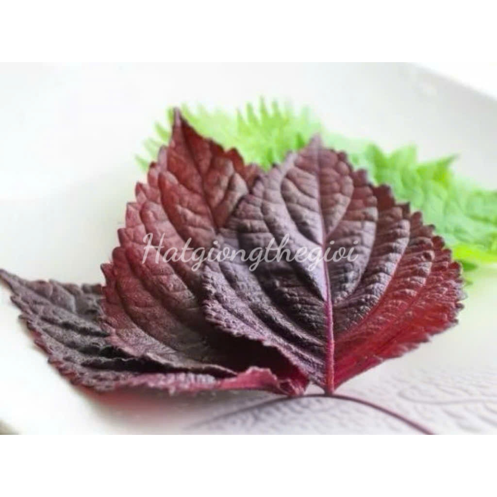 3Gr 2650 Hạt Hạt Giống Tía Tô Đỏ (-KL| C16-KD: C16)