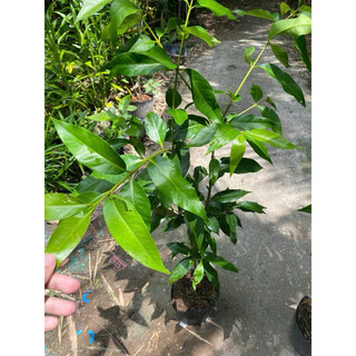 Cây Vối nếp mùi thơm vị không đắng