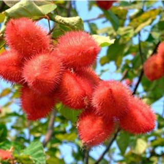 500gr Hạt điều màu (hạt cà ri)