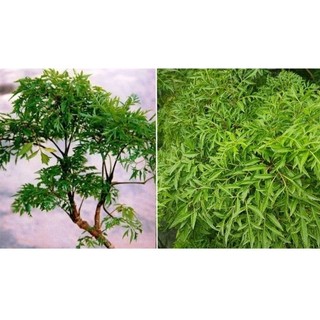 Chậu cây Đinh Lăng ( cao 20-40cm )