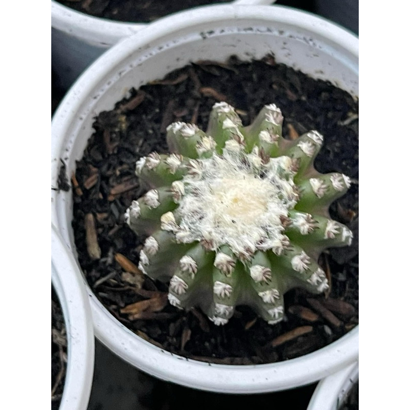 XƯƠNG RỒNG DISCO HORTII HẠT