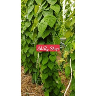 Gói lá sương sâm lông khô 100g tặng bột nang mực (hút chân không)