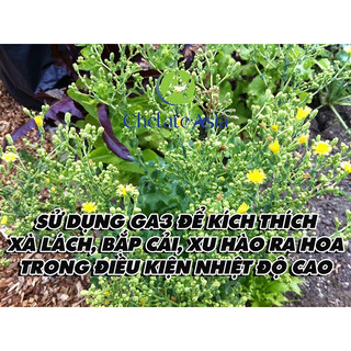 Kích thích sinh trưởng GA3 gói 5gr