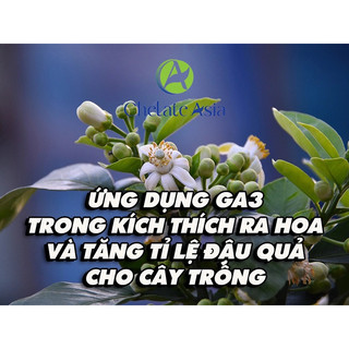 Kích thích sinh trưởng GA3 gói 5gr