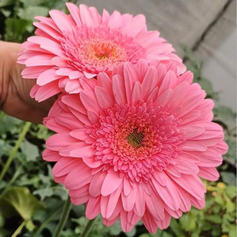 CÚC Đ.ỒNG T.IỀN HỒNG 51
