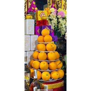 Đĩa phíp Bông Mai đỏ đủ các cỡ - Đĩa nhựa bày hoa quả, bánh kẹo dâng lễ, mâm đĩa, khay nhựa hàng chất lượng cao loại đẹp