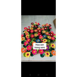 khóm hoa nỉ chơi góc