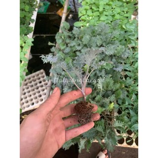 1Gr 200 Hạt Hạt Giống Cải Xoăn Kale Rong Biển Đỏ (-KL*0)