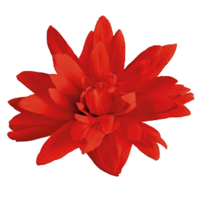 25H Hạt Giống Hoa Thu Hải Đường Kép Rủ FUNKY Red (-KD| -KD: C17)