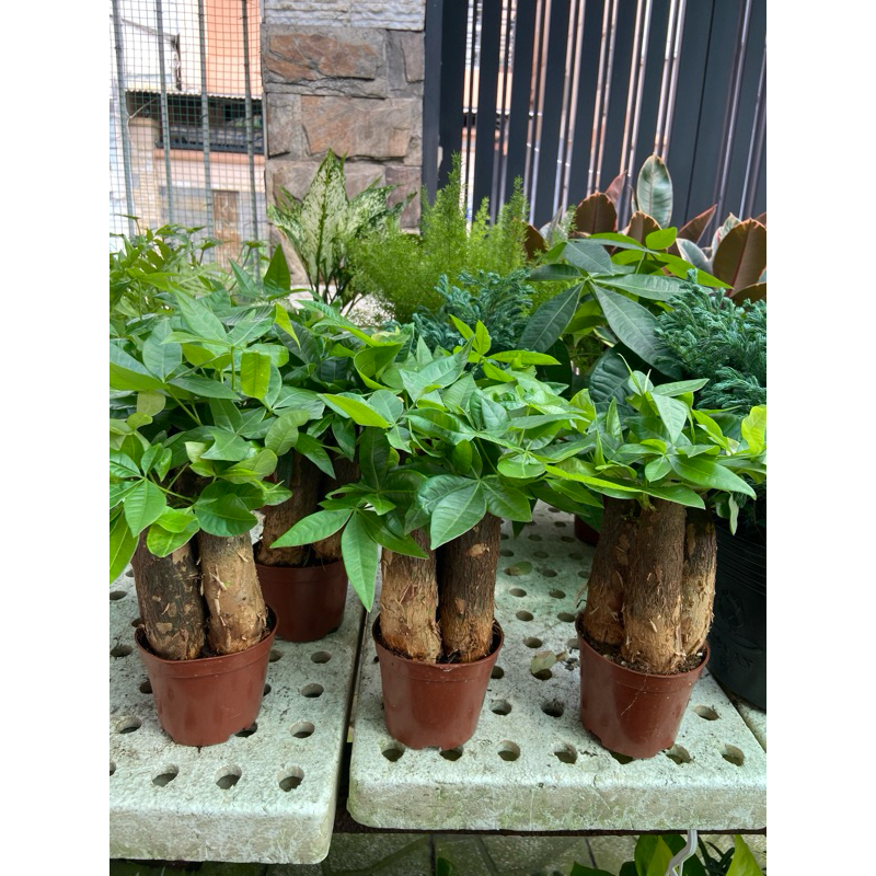 Kim ngân 3 gốc nhỏ(10-15cm)
