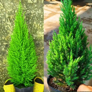 Cây sơn tùng và cây tùng thơm trang trí noel size để bàn 45cm - 65cm. Cây thật