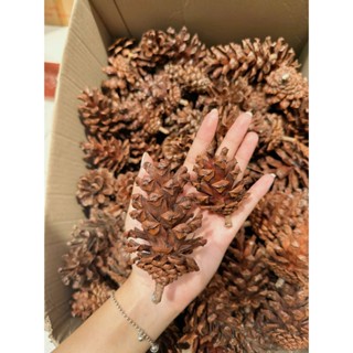 10 Quả Thông Khô Trang Trí Decor Siêu Xinh, Khuếch Tán Tinh Dầu Kích Thước Đa Dạng