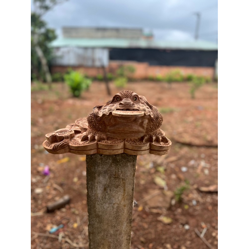 thiềm thừ gỗ xá xị