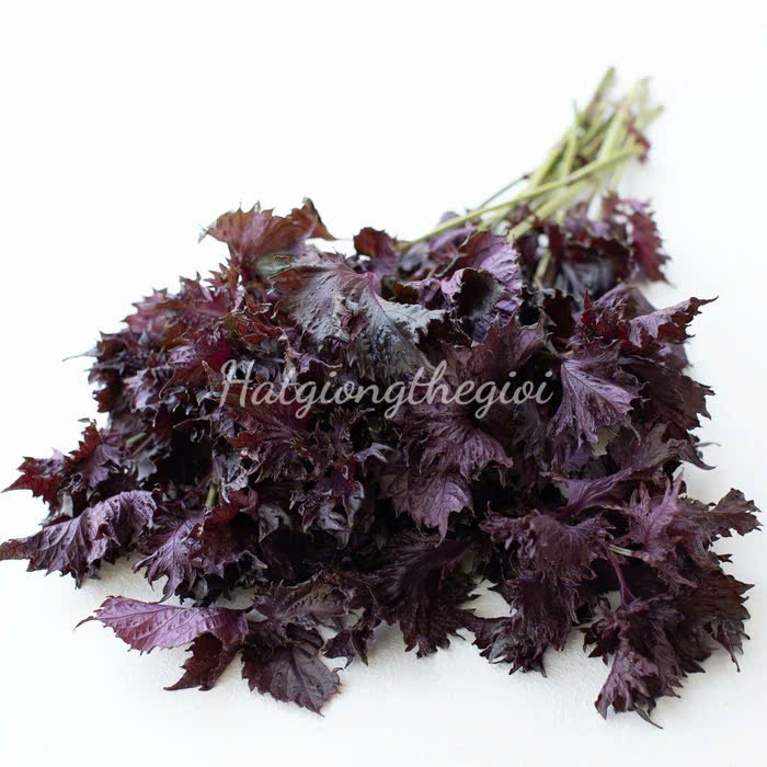 3Gr 2650 Hạt Hạt Giống Tía Tô Nhật Đỏ Rất Thơm (-KL| C16-KD: C16)